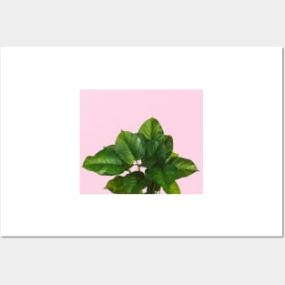 Lush green leaves on textured blush Posters and Art